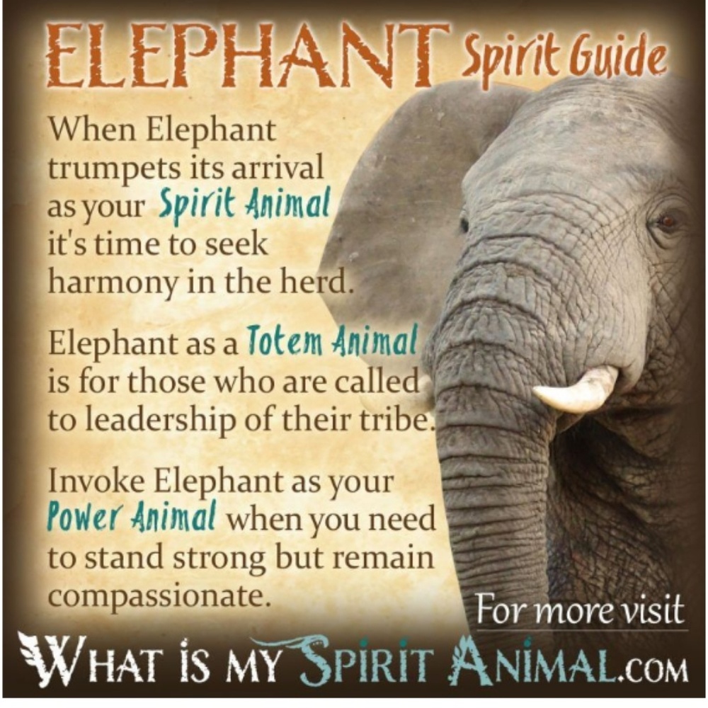 Elephant necklace Silver 💥 - Picture 4 of 4